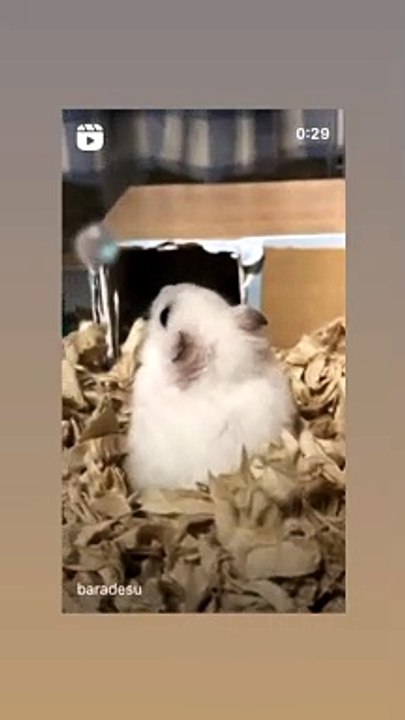 ハムスター