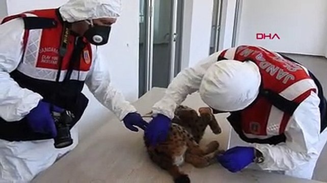 Türkiye'de ilk defa bir vaşak ölüsüne kriminal inceleme