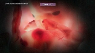 Pregnancy Week 7 - Two Months Pregnant