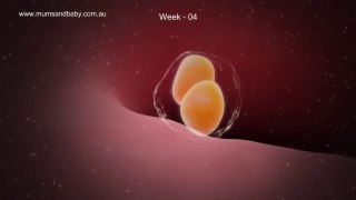 Pregnancy Week 4 - One Months Pregnant