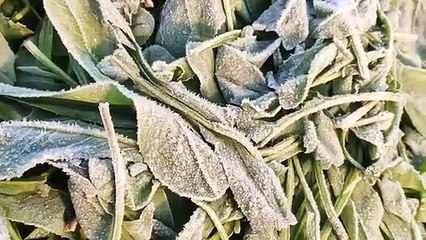 सर्दी से बेहाल प्रदेश, माउंट आबू माइनस 4.4 डिग्री सेल्सियस