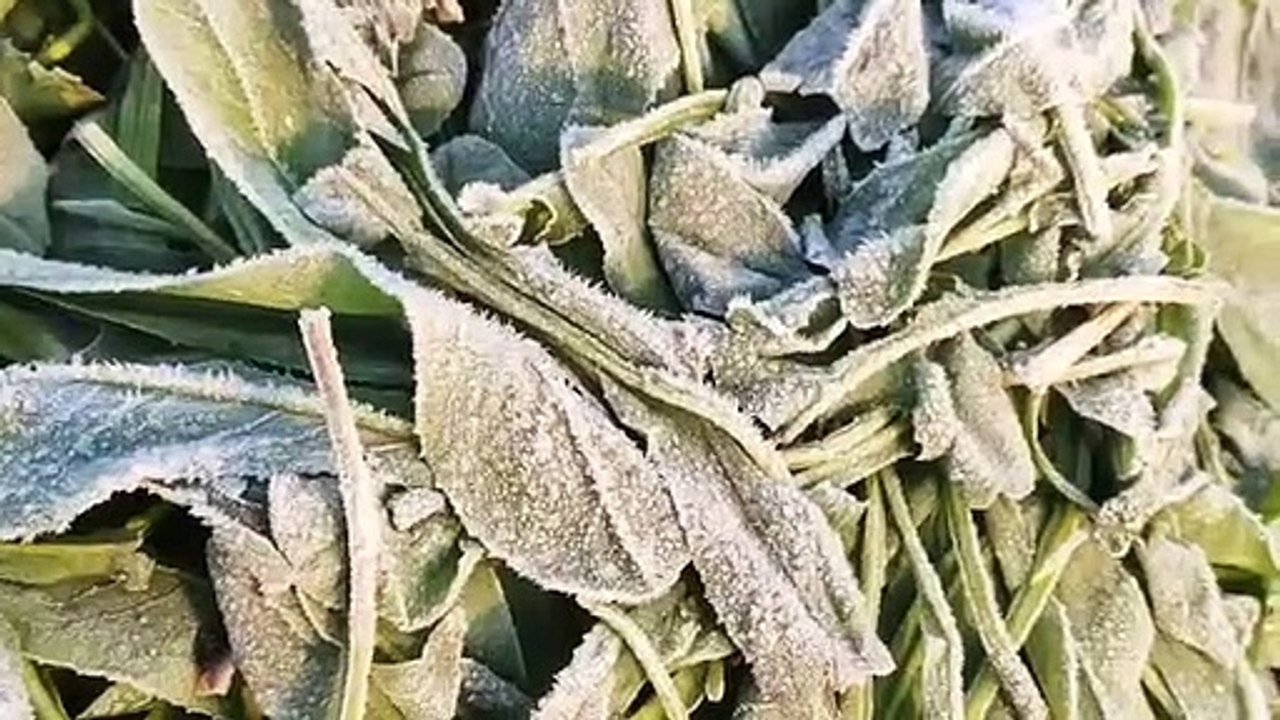 सर्दी से बेहाल प्रदेश, माउंट आबू माइनस 4.4 डिग्...