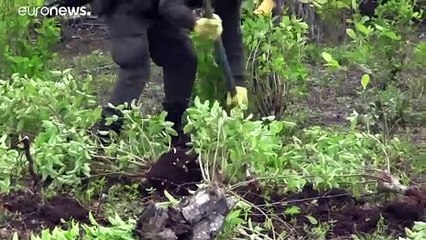 Colombia elimina a mano 130.000 hectáreas de planta de coca en 2020