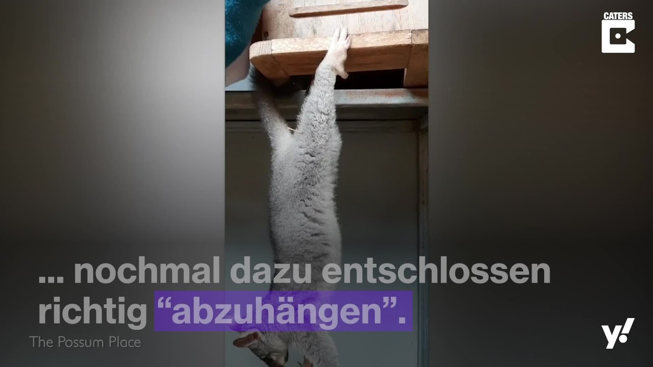 Opossum hängt ab und futtert dabei