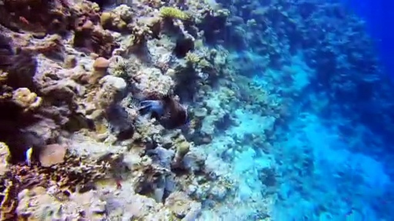 Tauchen Hurghada 28.12.2020