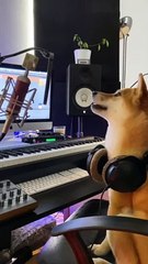 Ce que fais ton chien quand tu n'es pas là