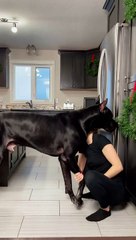 Great Dane Is Taller Than Human