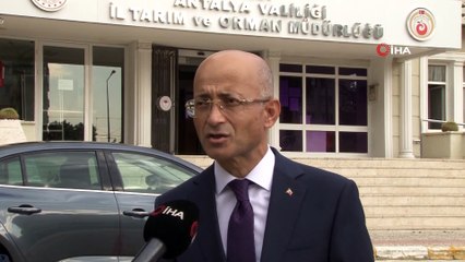 Antalyalı Balıkçılar Balon Balığının Kuyruğundan 180 Bin TL Kazandı