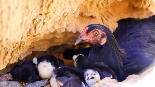 Primitive Man Saves Family Chicken From Snake Attack - Amazing Wild Animal Attack