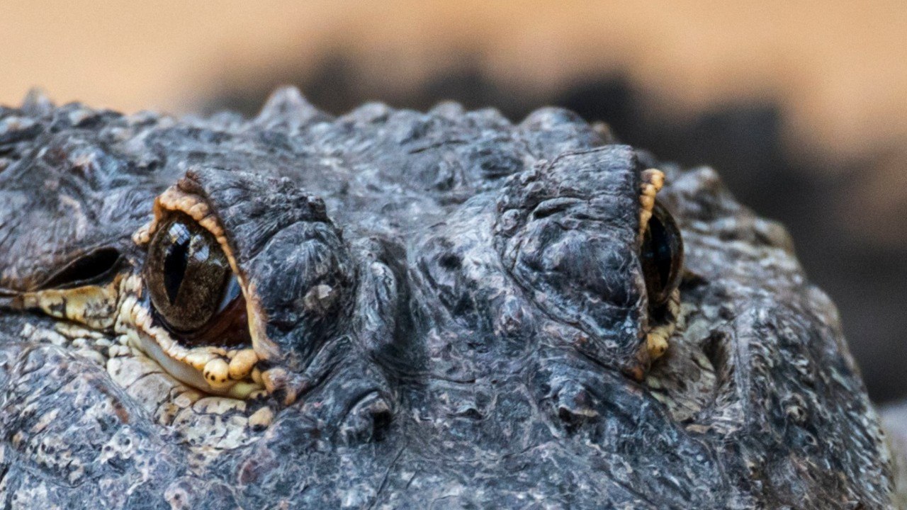 Scientists Discover The Biggest Animal Species That Can Regrow Its Own