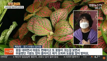 실내식물로 치유·가습·미세먼지 한번에 해결