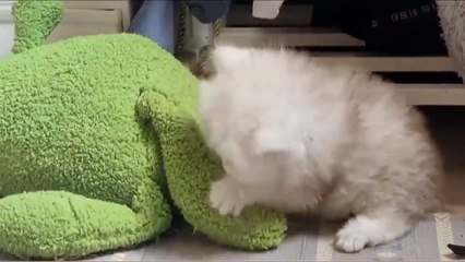 Fluffy Dog Absolutely Adores His New Kitten Friend