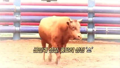 [영상구성] 2021년 신축년(辛丑年) '소띠해 밝았다'