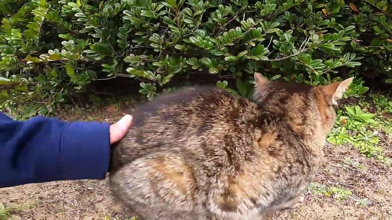 I took photos of stray cats living in Japan.18