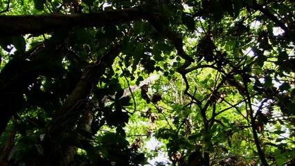 Speed of Life S01E02 - Central American Killers