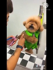 Funny short videos | Very cute cats