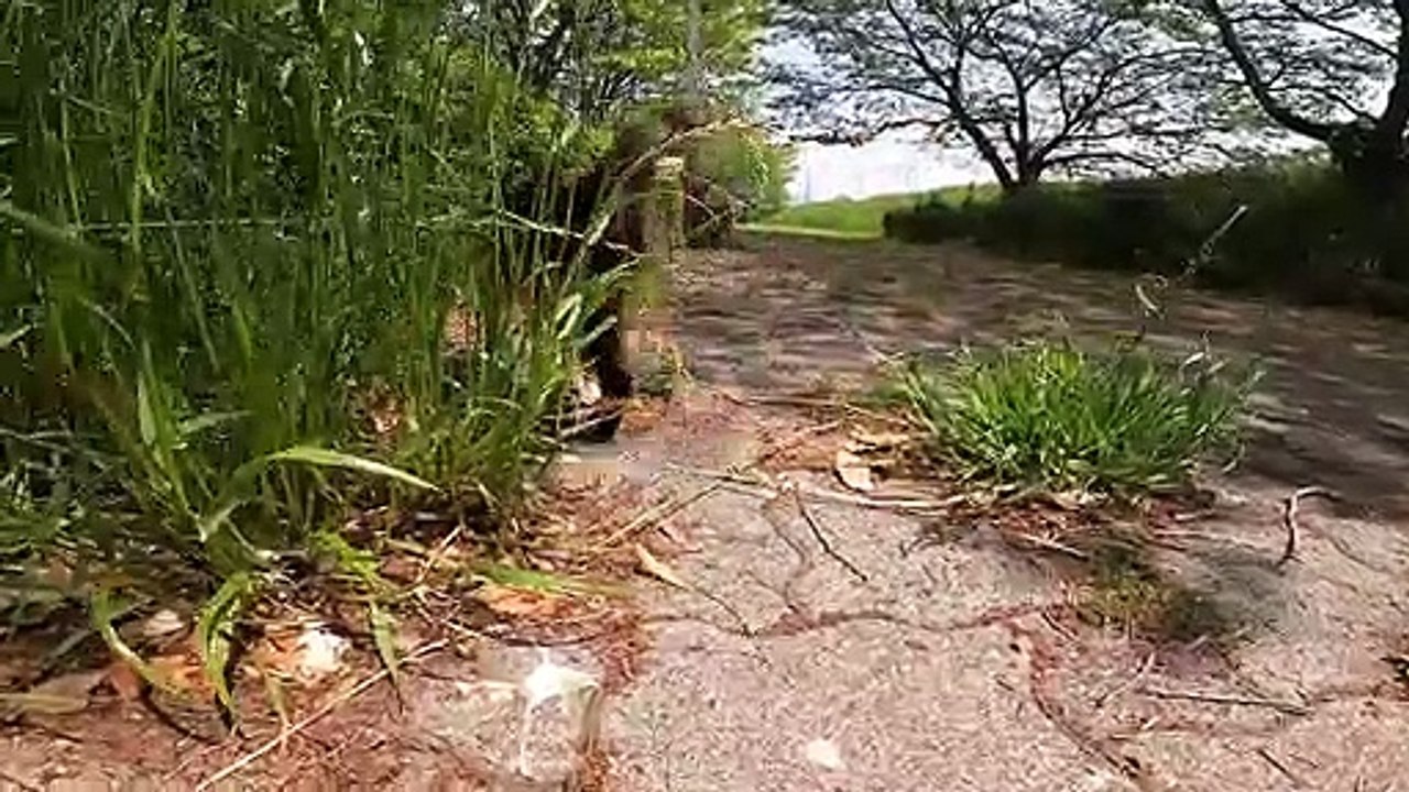 I took photos of stray cats living in Japan.18