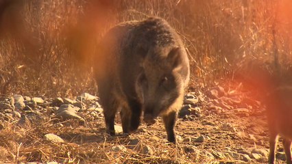아프리카 돼지 열병도 비상..."사전 예측·선제적 대응 전환" / YTN