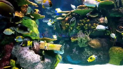 Deep sea fish with Ocean Sounds For Relaxation