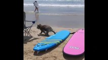 Un koala sorprende a los bañistas de una playa de Australia