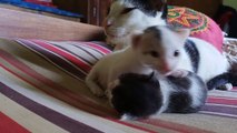 New Born Cute Cat Kittens Videos ( kitten video ). Cute And Funny Baby Cat Videos. New kittens Videos.