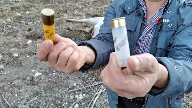 Yılkı atları silahla vurulmuş halde bulundu