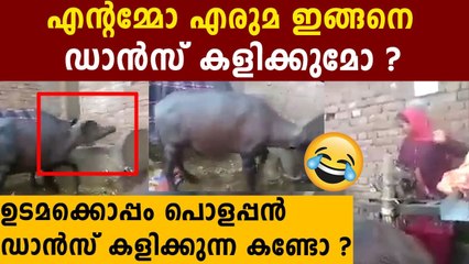 Buffalo dances with owner in hilarious viral video