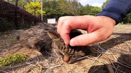 I took photos of stray cats living in Japan.19