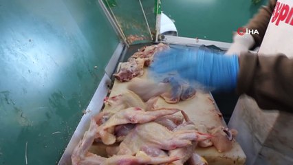 'Altın yumurtlayan tavuk' deyimi gerçek oldu