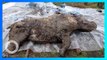 Badak Berbulu Zaman Es Ditemukan di Daerah Paling Dingin Rusia - TomoNews