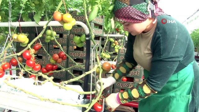 İhracatlık domates üreticinin yüzünü güldürdü