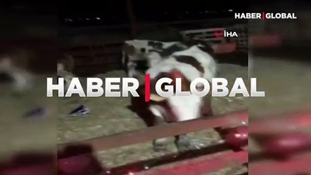 Bursalı girişimciden ilginç yeni yıl kutlaması! Yeni yıla inekleriyle girdi