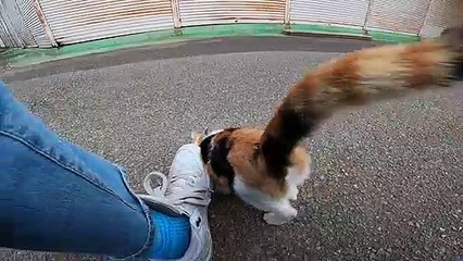 I took photos of stray cats living in Japan.21