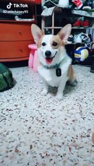 Tiktok Cute Animals Compilations