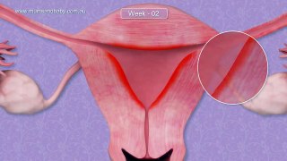 Pregnancy Weeks 1-3 - Conception
