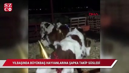 Yılbaşında büyükbaş hayvanlarına şapka takıp, süsledi