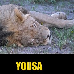 Lion is sleeping