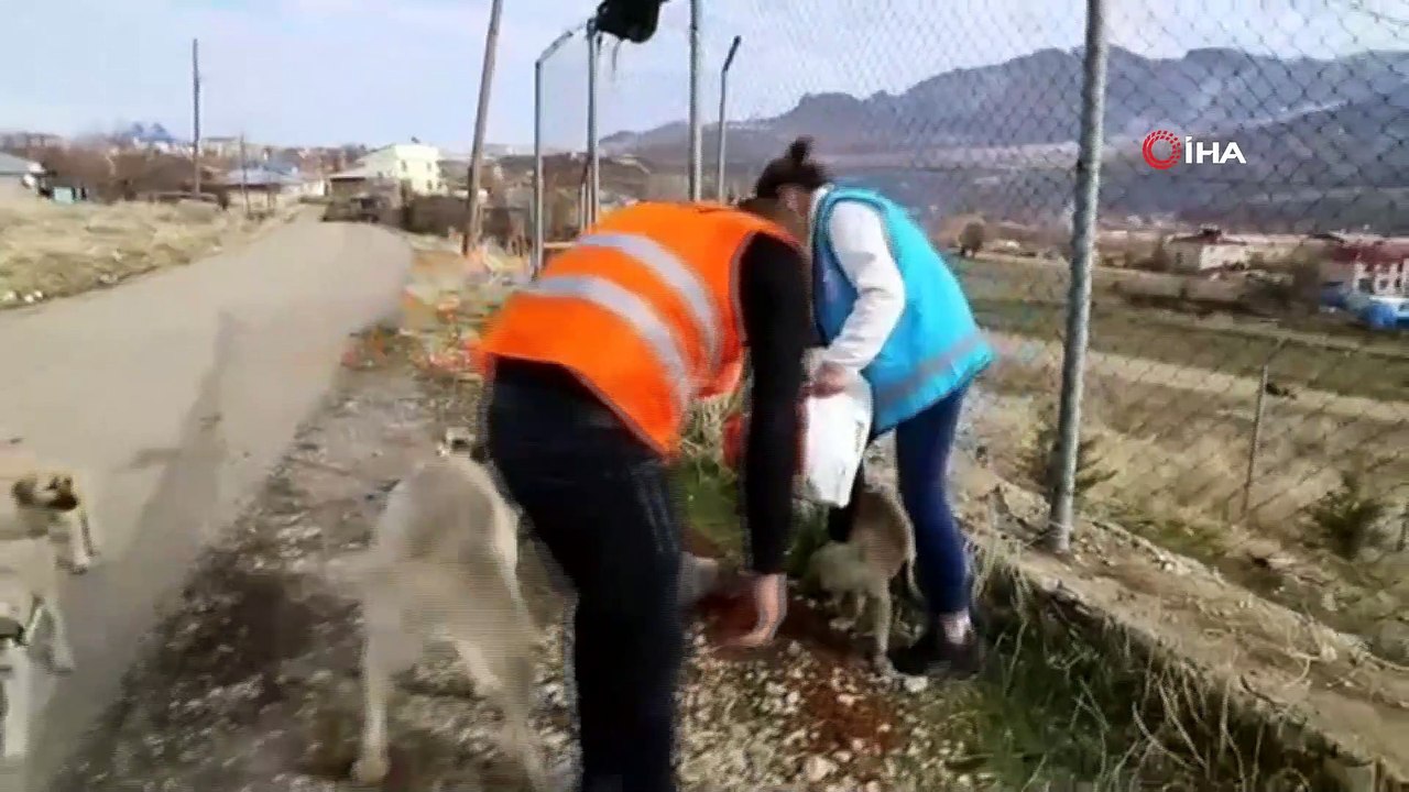 Tunceli'de sokak hayvanları için vefa ekibi görevde