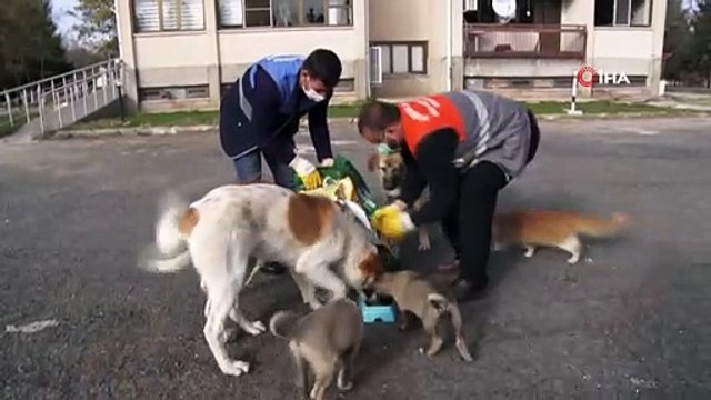 Diyarbakır Büyükşehir Belediyesi kısıtlamada sokak hayvanlarını yalnız bırakmadı