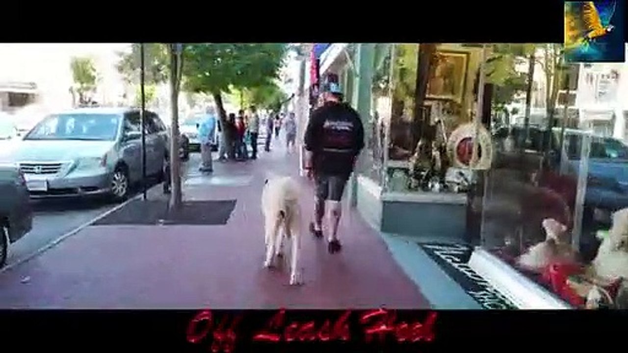 পৃথিবীর সবচেয়ে বড় ১০ টি কুকুর।। Top 10 Big dog in the world