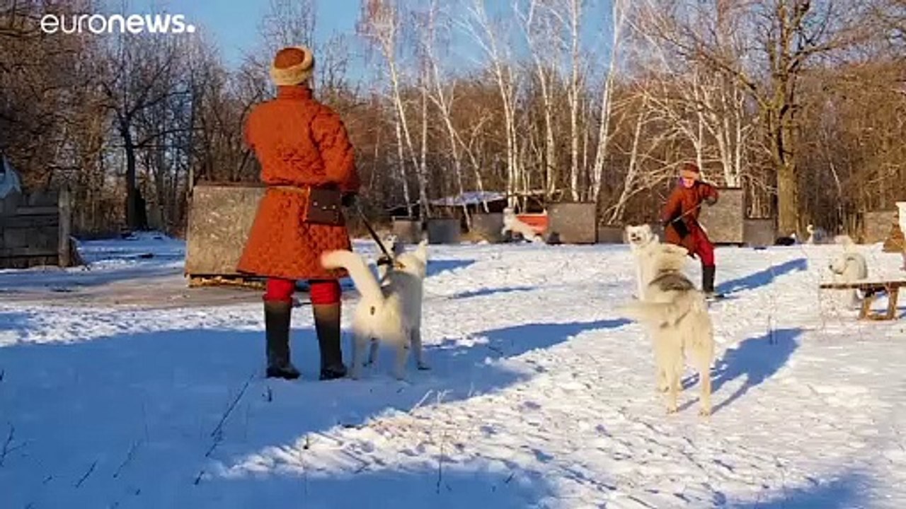 „Heiliges Russisches Heulen': Ein bisschen Wolf, Husky und Laika