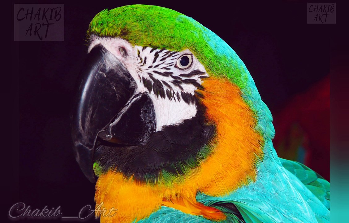 #rap #hiphop #music #rapper #trap #beats #rapmusic #Artist #love #producer #newmusic #hiphopmusic #freestyle #rappers #soundcloud #art #explorepage #spotify #follow #Youtube #dj #like #trapmusic #rnb #hiphop #bhfyp #bea      #Love perroquet_ parrot_  オウム