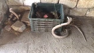 Kobra Yılanı Tavuk Yavrularına Saldırıyor . Tavuk Yumurtalarını ve Yavrularını Ölesiye Koruyor