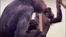 Año nuevo, vida nueva: Nace un mono bonobo en el zoológico de Planckendael (Bélgica)