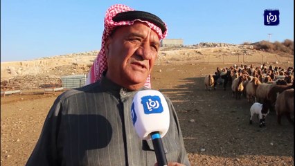 مربو الماشية يشتكون ارتفاع رسوم التصدير إلى دول الخليج