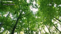Urwälder in der Ukraine - Das Geheimnis der Karpaten