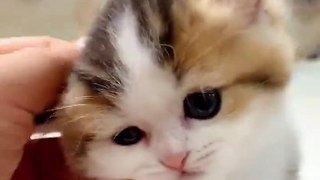 Tiny Munchkin Kittens That Will Lighten Up Your Day