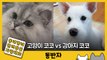 [동반자] '고양이 코코 vs 강아지 코코' 귀여움 대결 / YTN