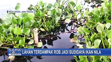 Download Video: Lahan Terdampak Rob Disulap Jadi Budidaya Ikan Nila