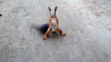 Forest Robber